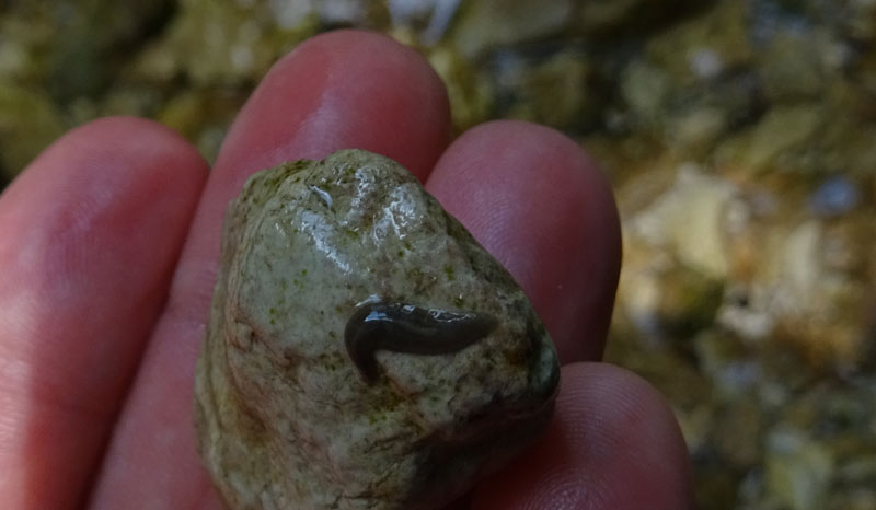 Planaria da Carbonare (TN)